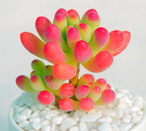 多肉乙女心虹之玉,多肉乙女心浆果虹之玉区别