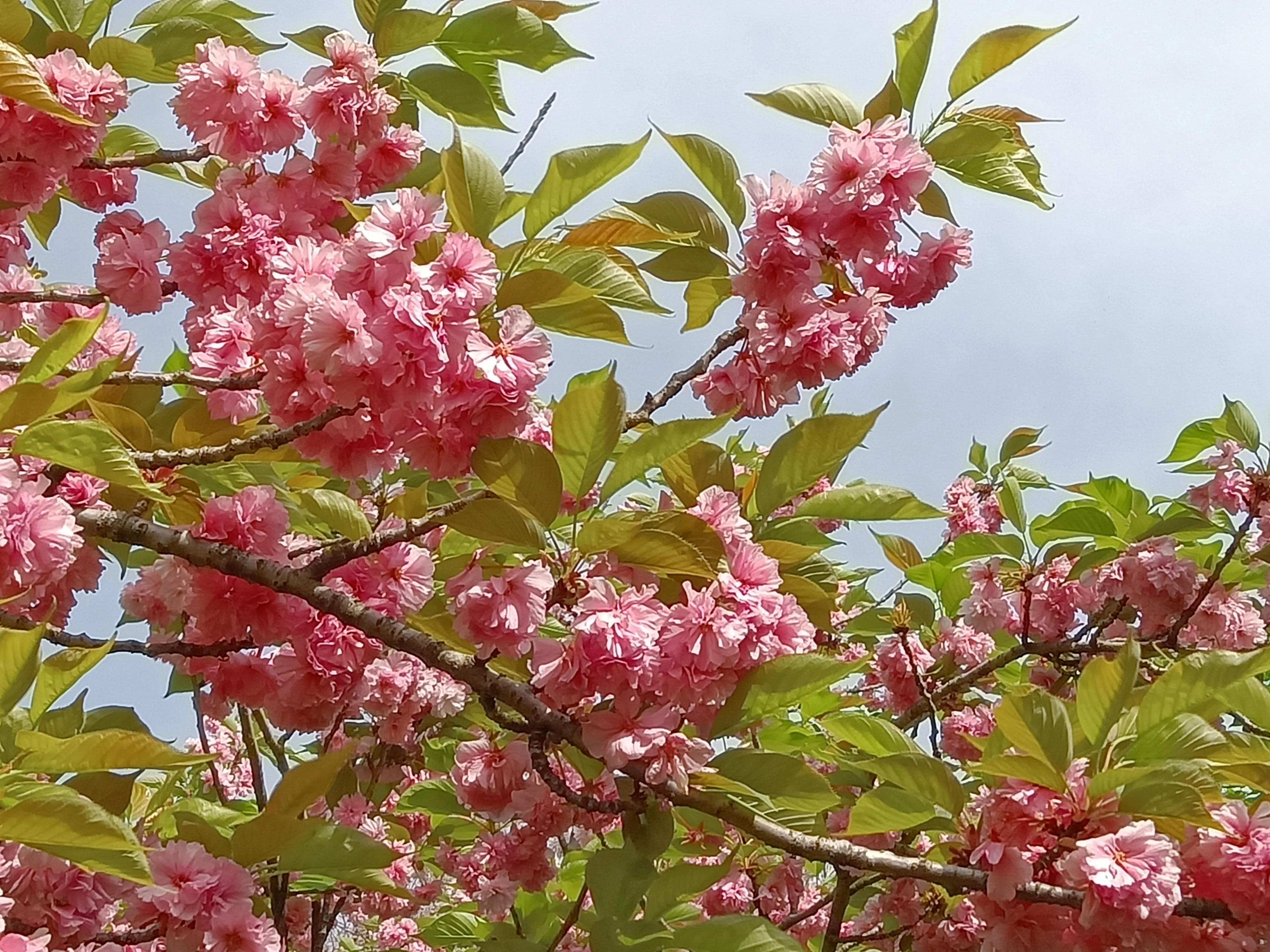 落英缤纷文章,有感于的意思