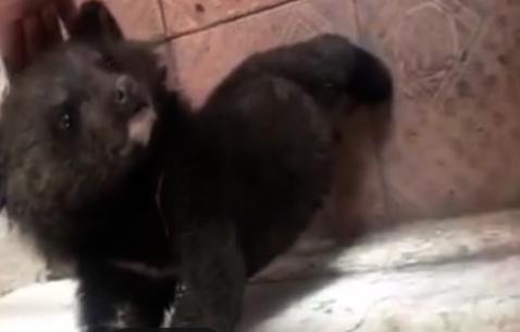 鏉戞皯鎶婄唺褰撶嫍鍏讳簡涓夊勾,琚潙姘戞敹鍏荤殑鐔婂唇