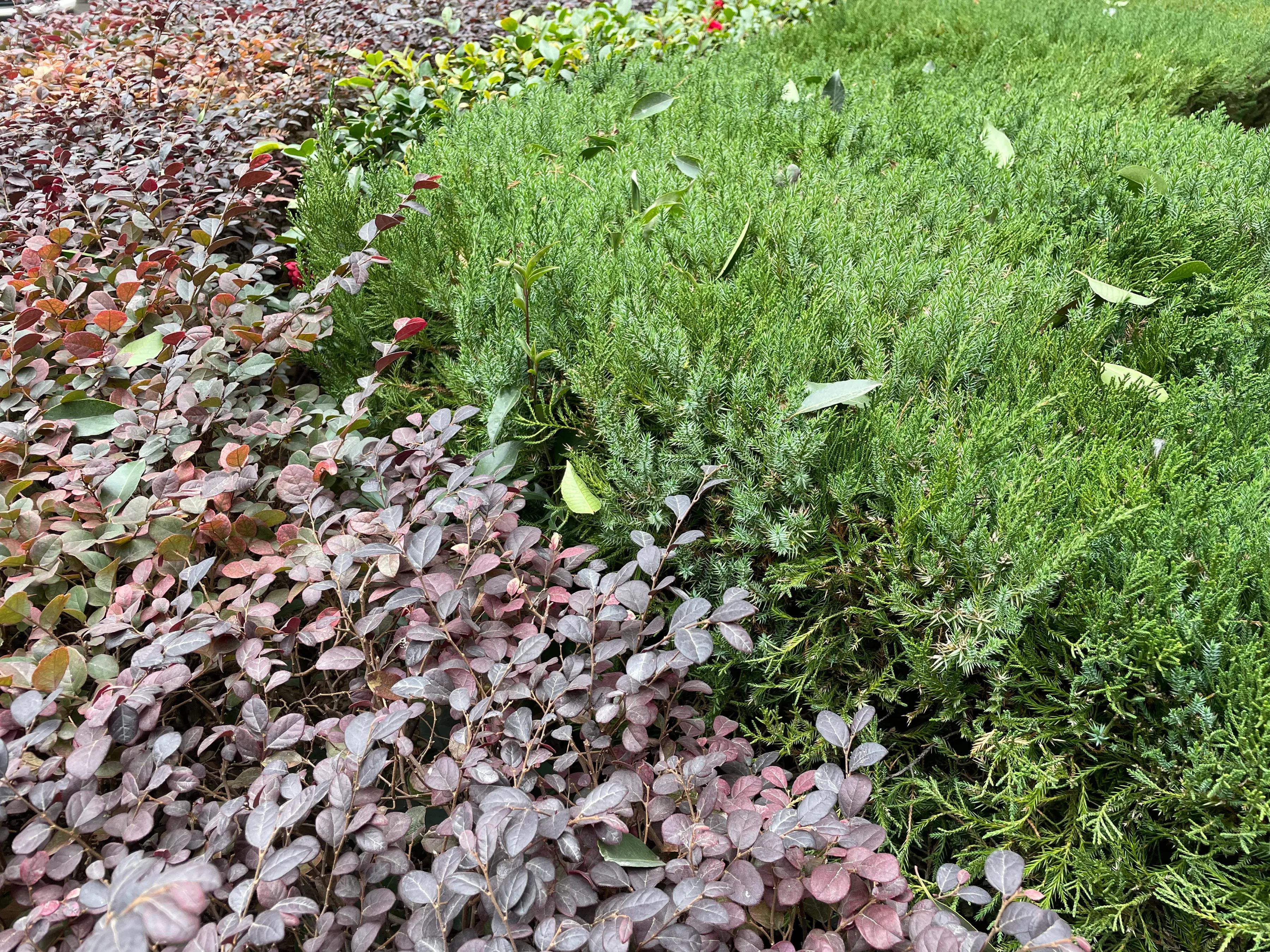 年味已至：看生机藏于萧瑟，把寒冬泡进热茶