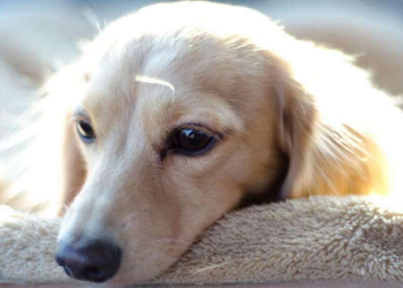 宠物狗咬人怎么教育,宠物课堂小知识