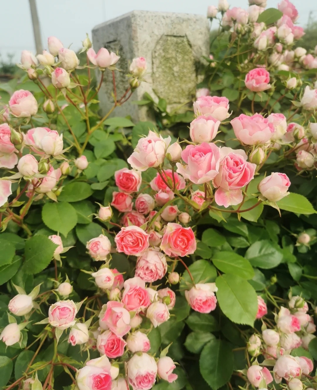 光照不足也能猛开花的藤本月季,抗病好养勤花的藤本月季品种