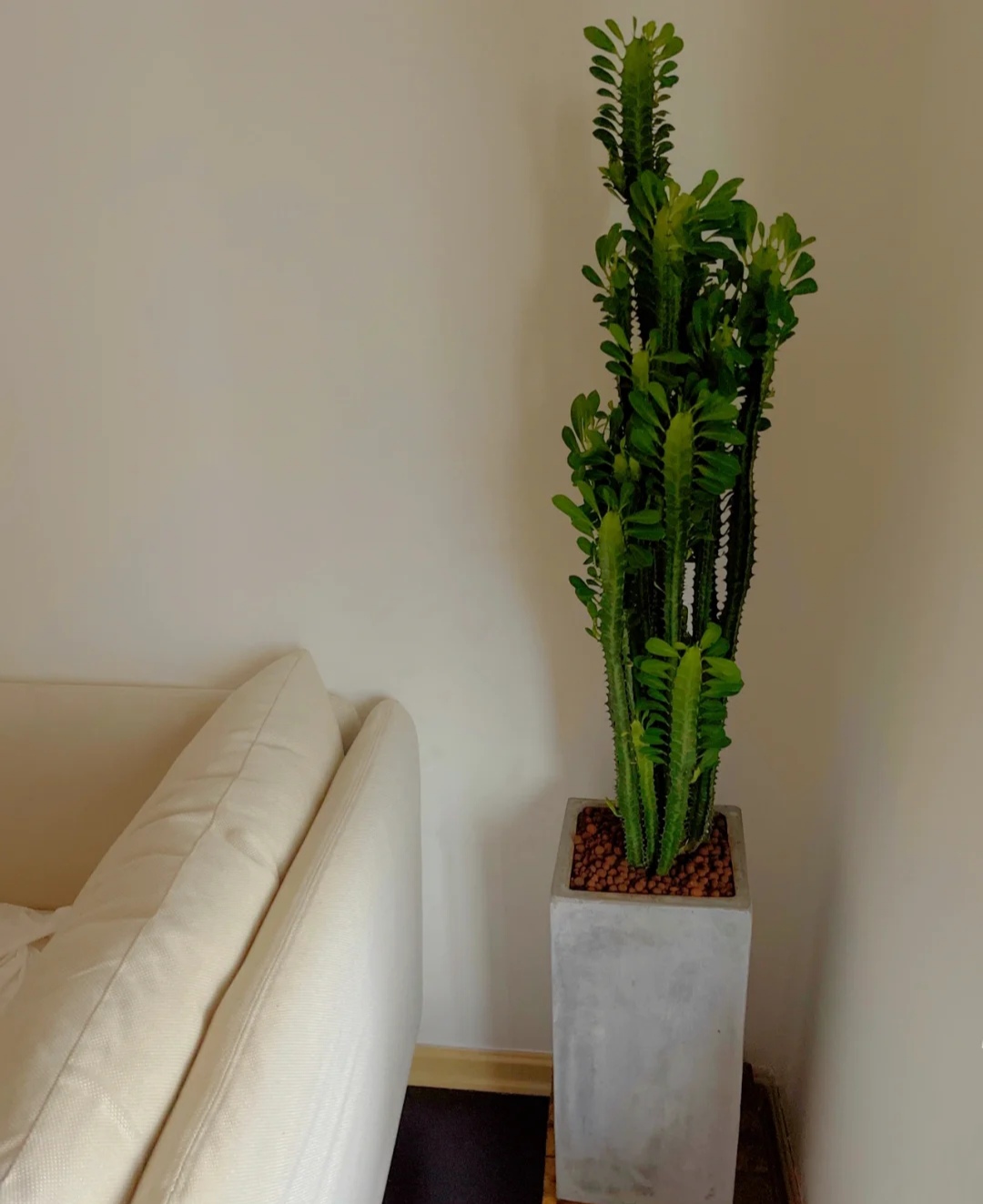 好看的花养在家里心情美美哒,家中养三种花养人旺家