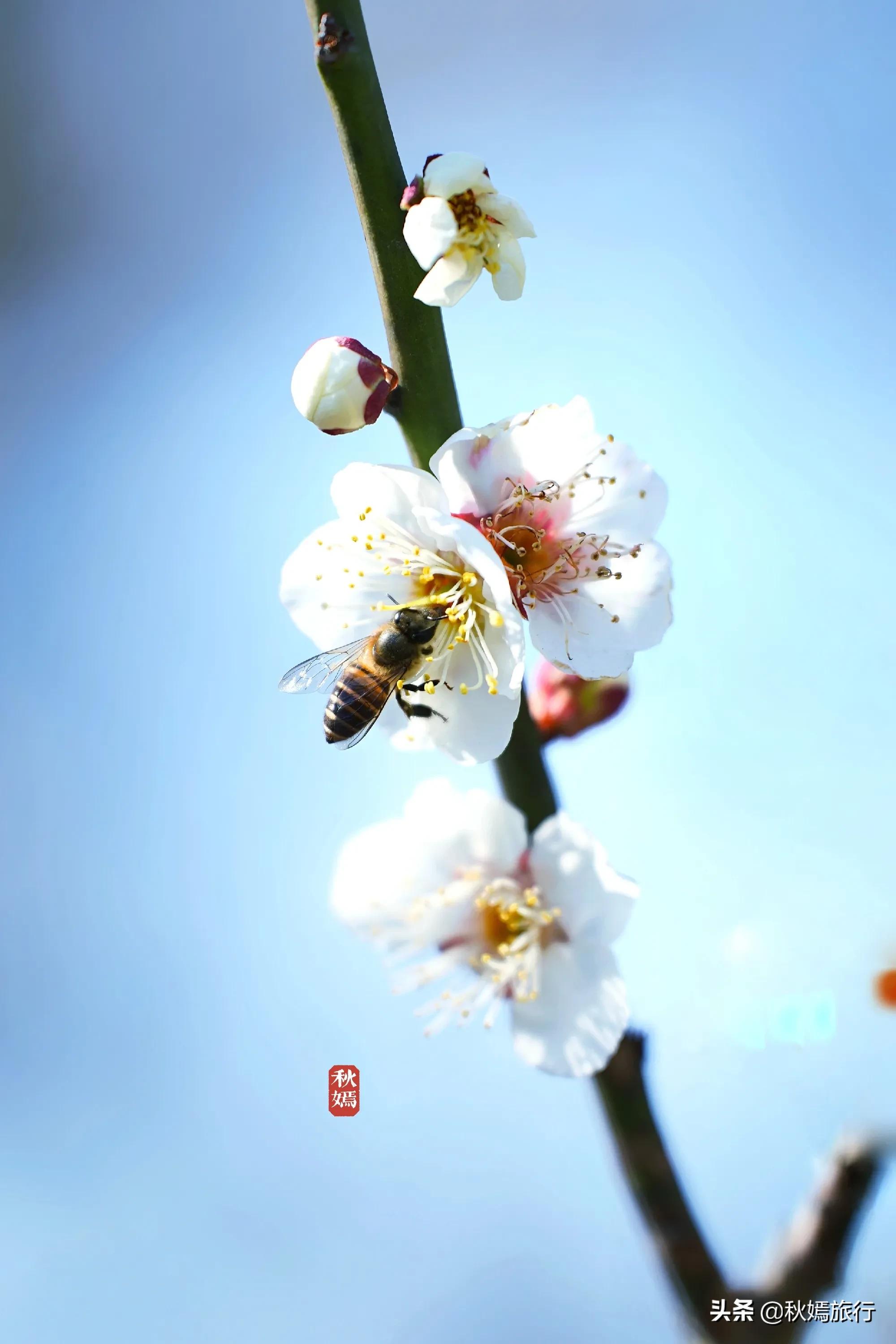 春染虎丘图片,虞山脚下的美丽小城常熟风景
