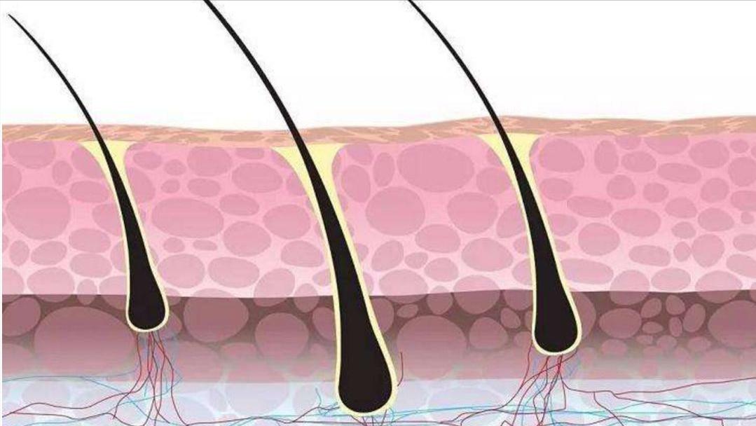阴毛有什么用，要不要刮掉？阴毛的变化可能暗示什么疾病？望了解