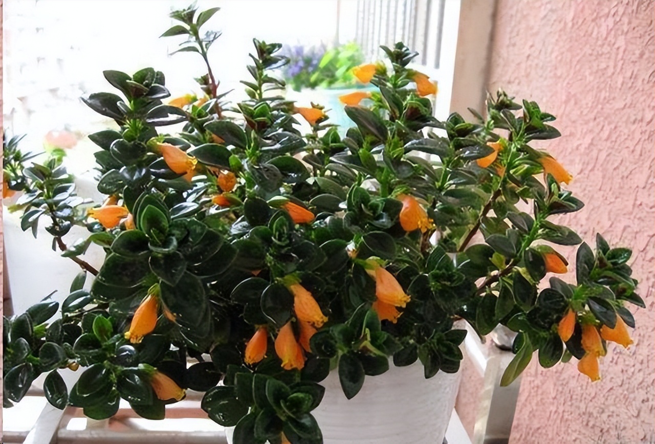 适合室内养的耐阴花和植物,就养这10种耐阴花比绿萝都好养