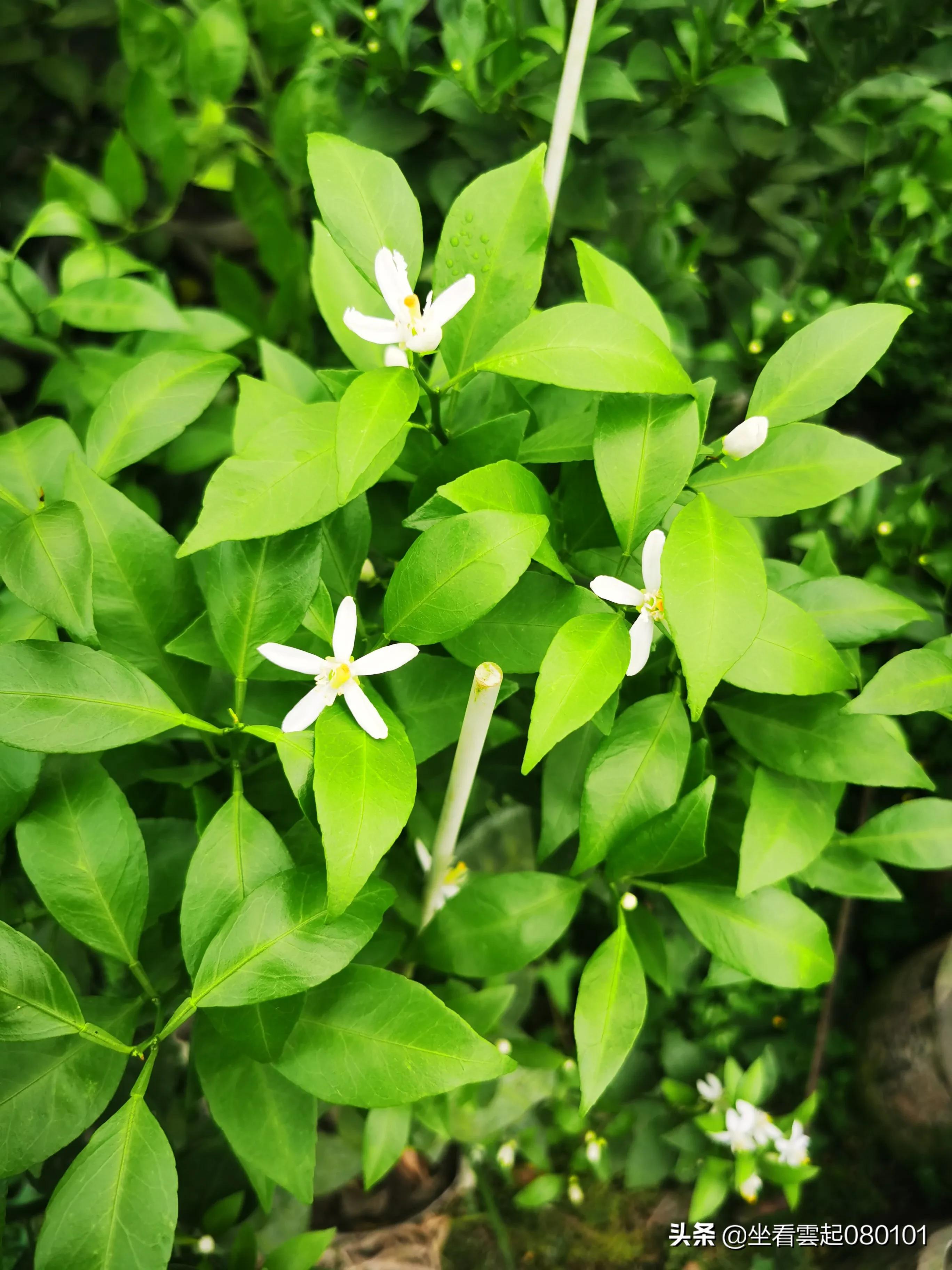 柑橘的一首诗,柑橘诗词