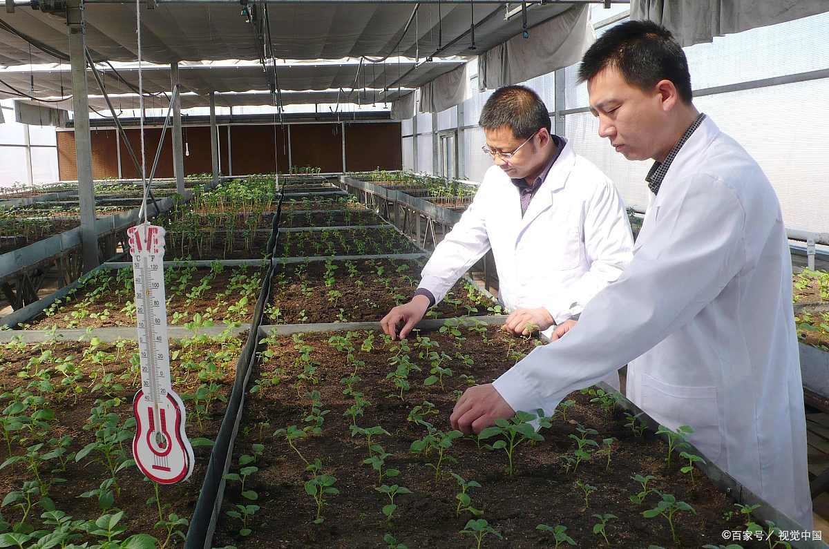 农民专业合作社带动农户发展方式,农村合作社振兴乡村的中坚力量