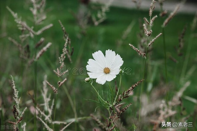 女作家去做保姆441集,女作家去做保姆最新篇441