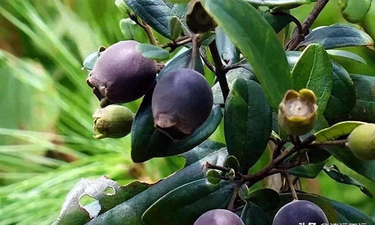 桃金娘果清远,清远桃金娘