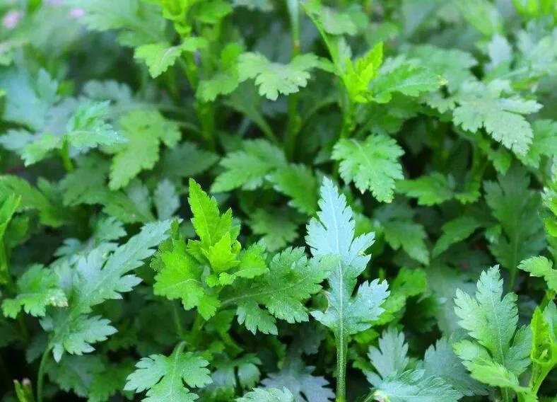 这种野菜野外随处可见到处都是,这种野菜农村很常见