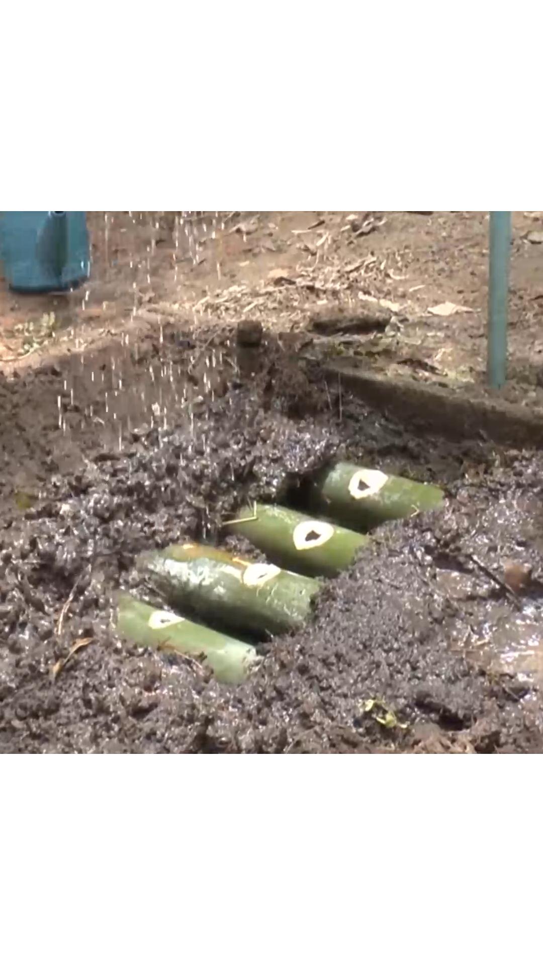 什么竹子适合种植在庭院,关于竹子种植的几种方法