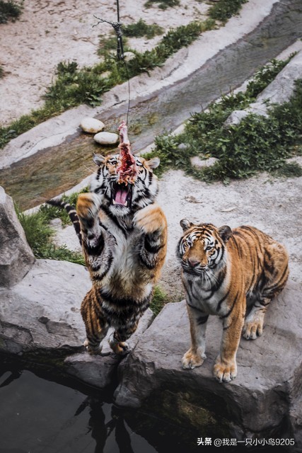 狗天生怕老虎狮子,狗比狮子老虎厉害