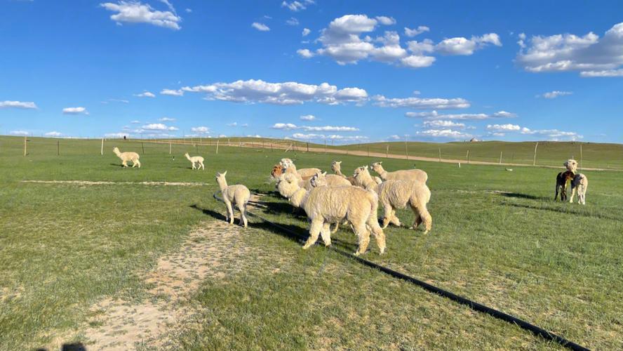 希拉穆仁的草原图片,希拉穆仁草原哪个季节最美