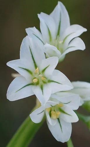 罕见漂亮的鲜花,全球最漂亮的鲜花