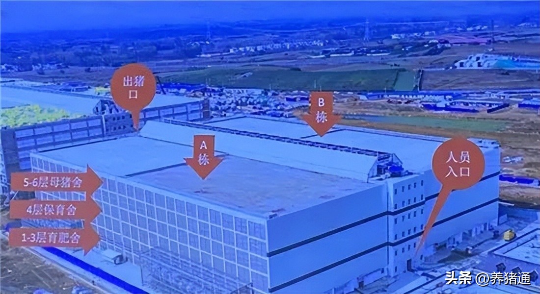 “最高养猪大楼”即将投产！投资近百亿，“楼房养猪”靠谱吗？