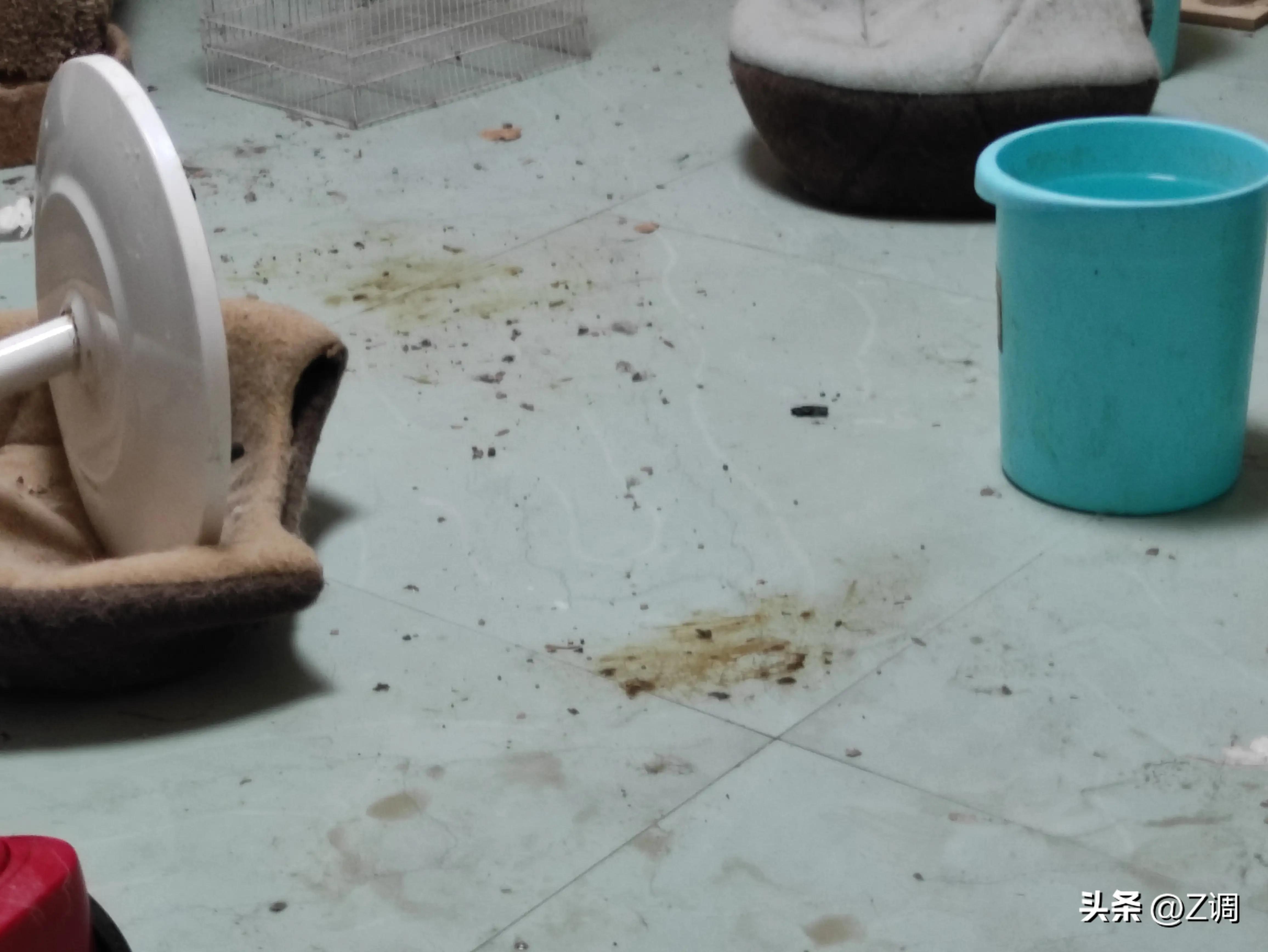 一只绝育一只没绝育公猫打架,公猫一辈子不绝育可以吗