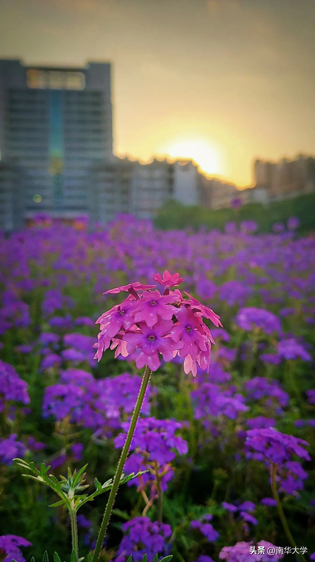 南华大学校花全集,校花南华大学