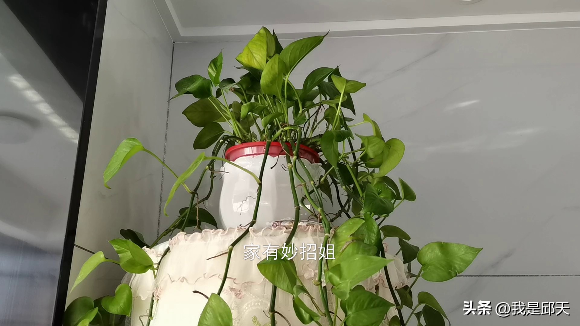 家庭绿萝摆放风水禁忌,家里绿萝摆放讲究哪些风水