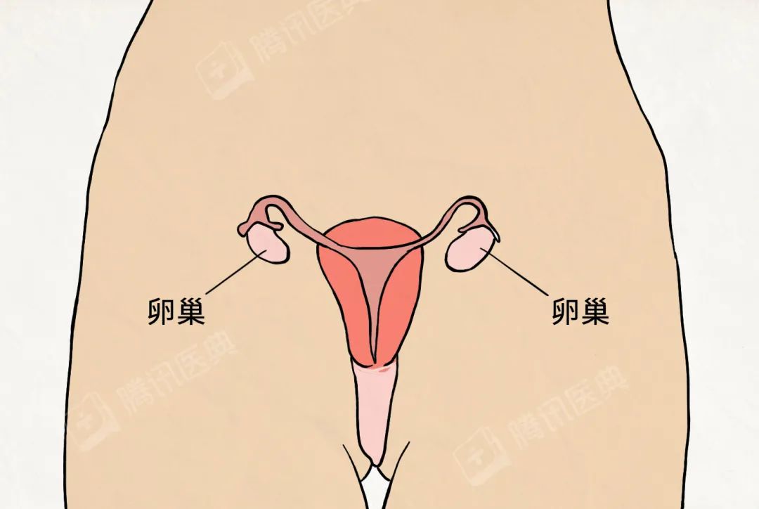 迷信子宫保养，51岁阿姨半夜腹痛进急诊