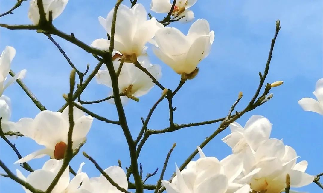 遵节循气|*光春**为礼，花开为信