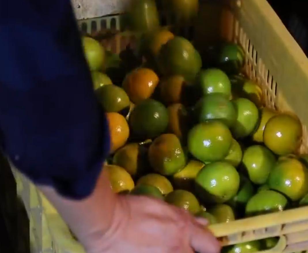 80后农民哥创业种植沃柑,如何卖沃柑一年赚一千万