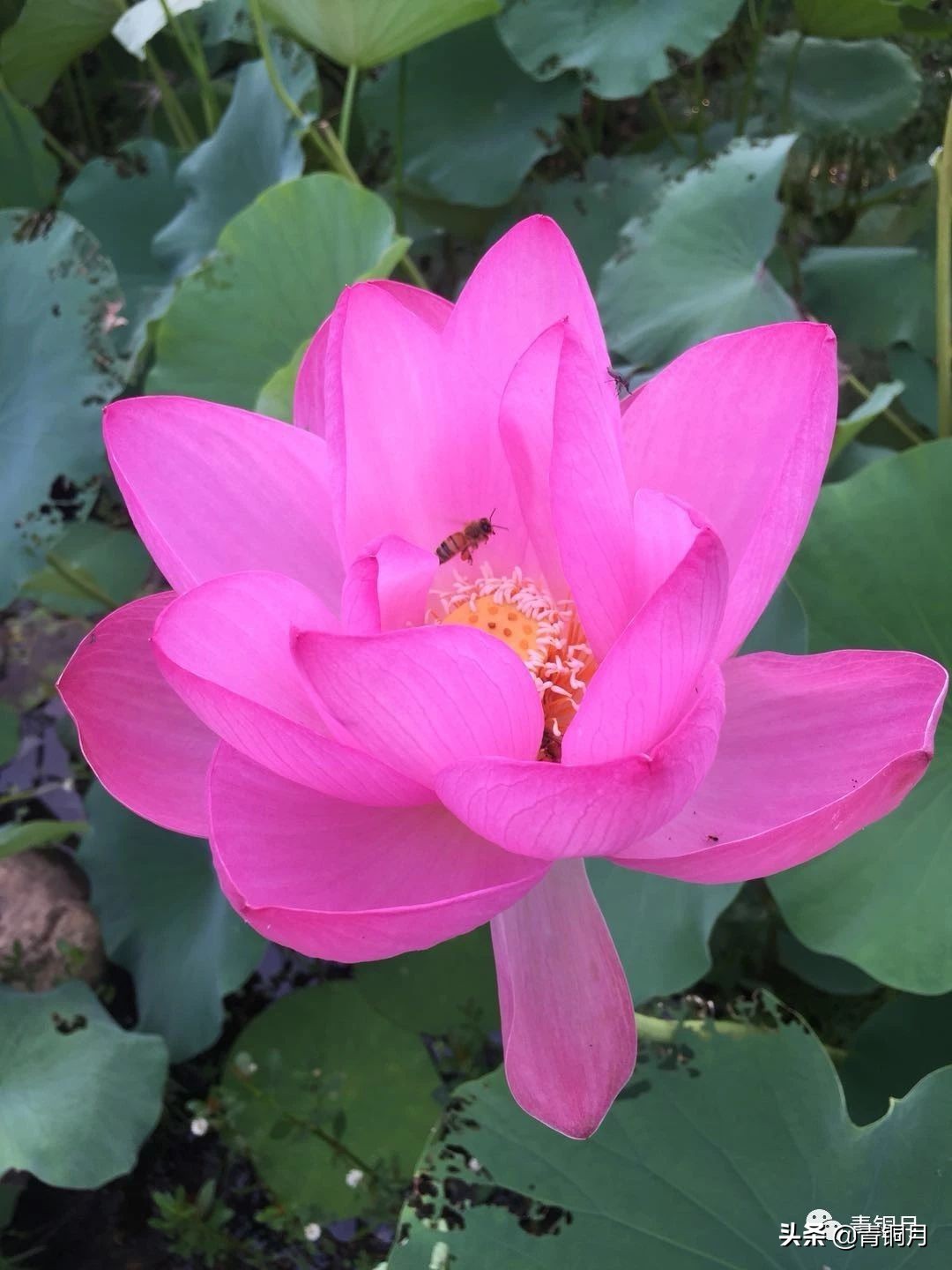 红楼梦三十七回精读,解密红楼梦第三十六回