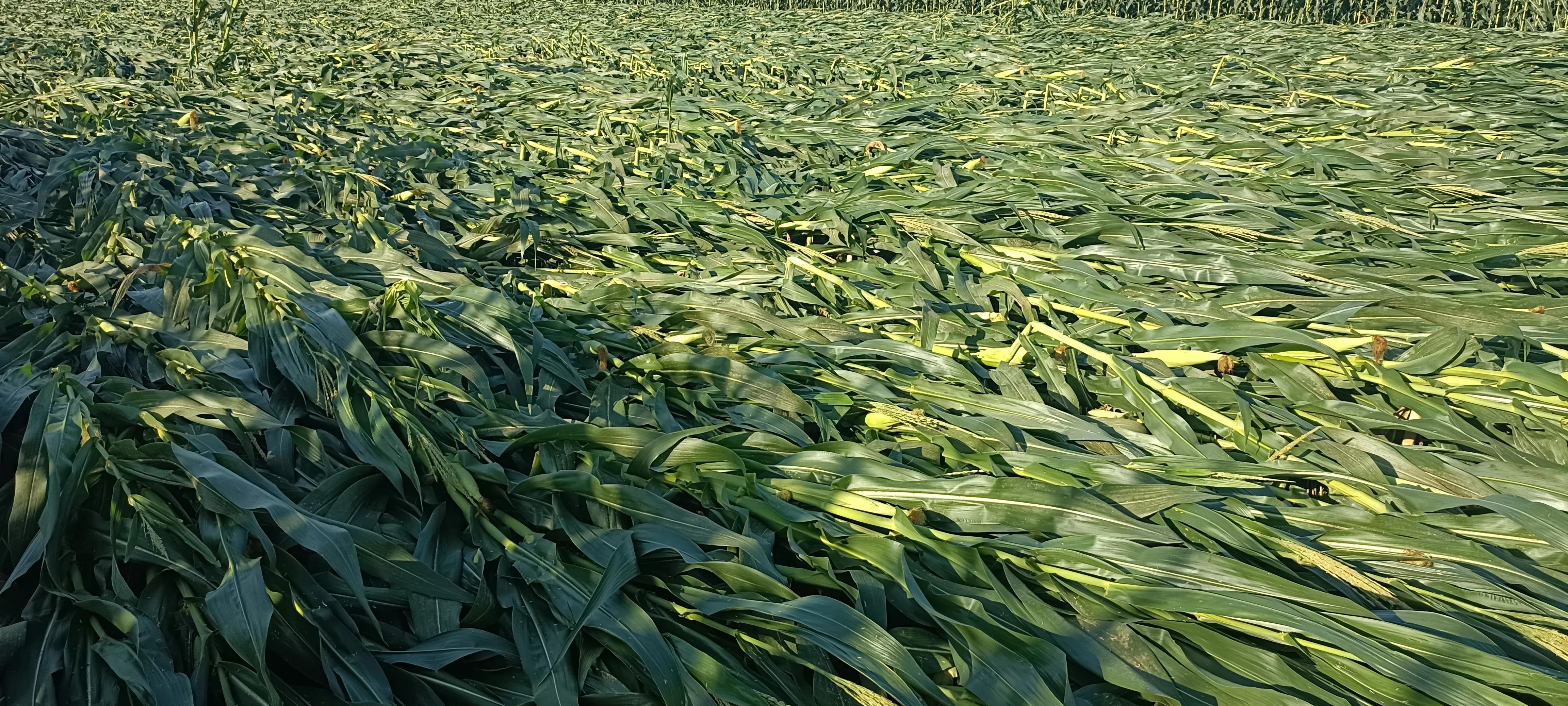 包30亩地种粮食能挣多少钱,农村包田种粮食赚钱吗