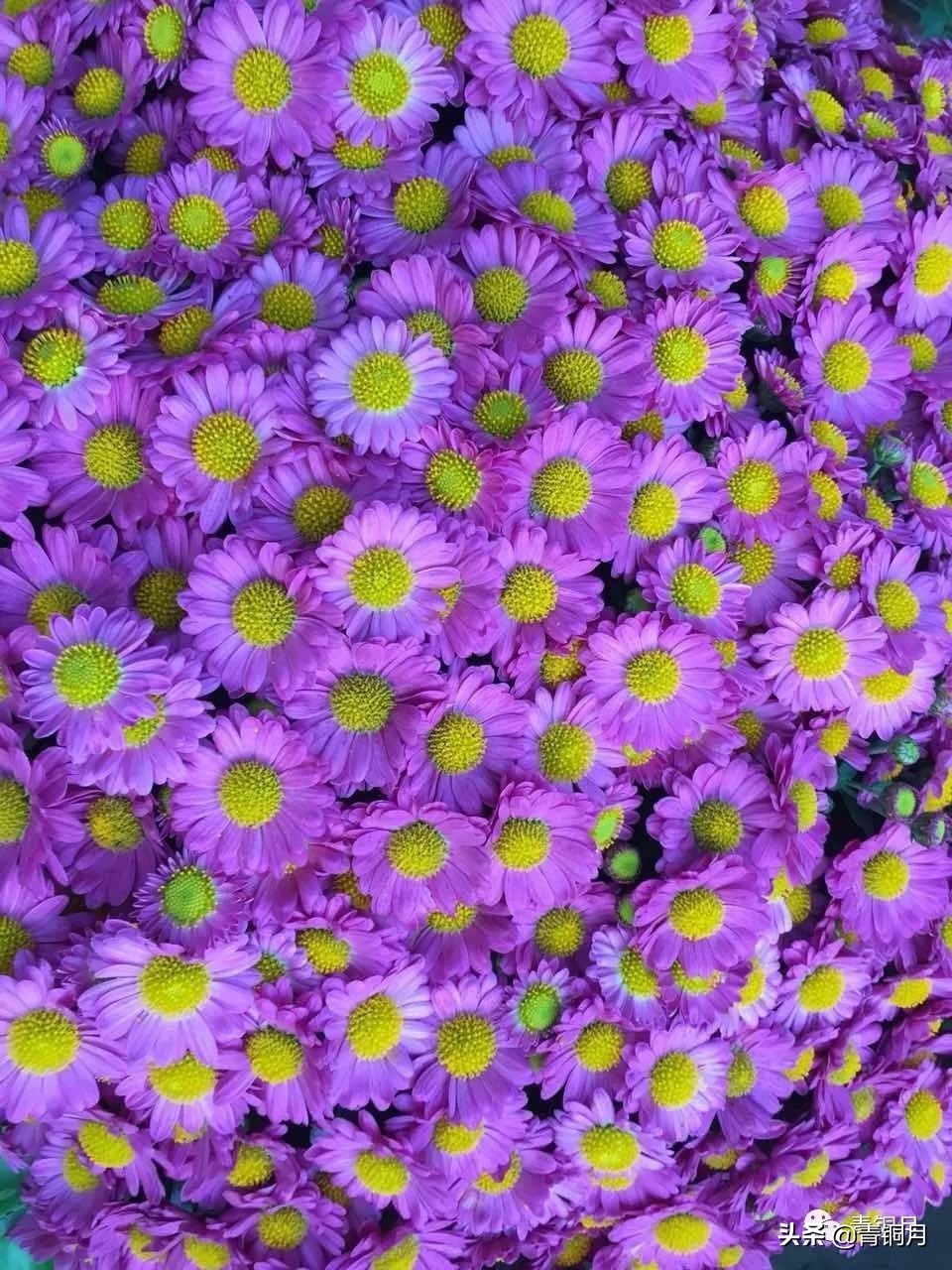 第15课窦跃生散文诗《砖头的艺术》（10万+课程老师讲义）