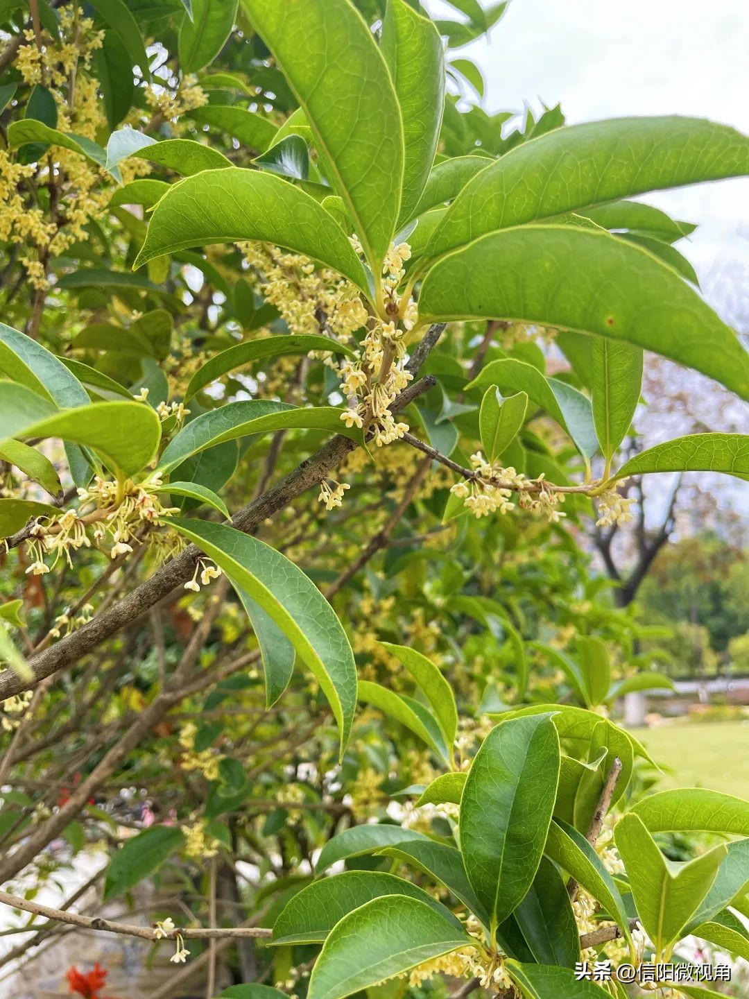 信阳羊山新区东湖风景区,信阳云赏直播间