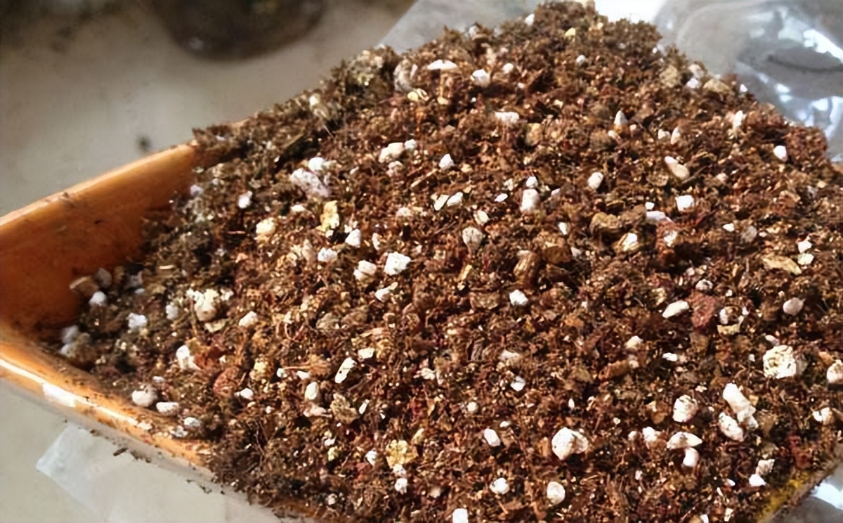 网购多肉如何快速种植成活,网购多肉植物如何入门养护