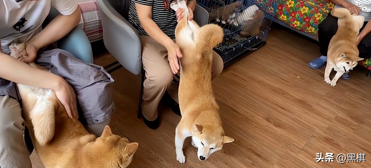 不同狗狗发情期的表现不一样，快来看看你家狗狗即将发情的样子。