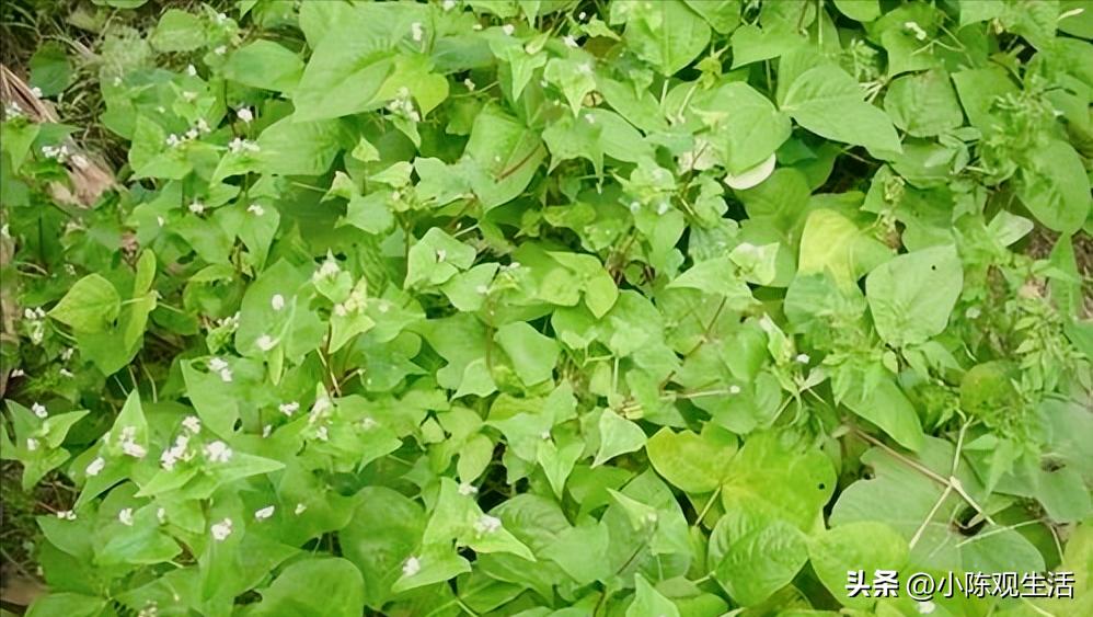 认识植物叶子的基础知识,植物叶子形态各异选择你最熟悉的