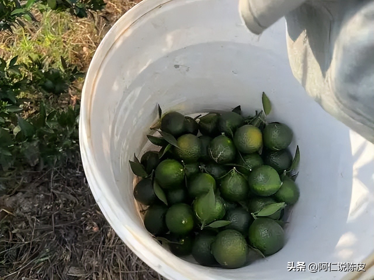 阿仁陈皮,阿仁谈陈皮