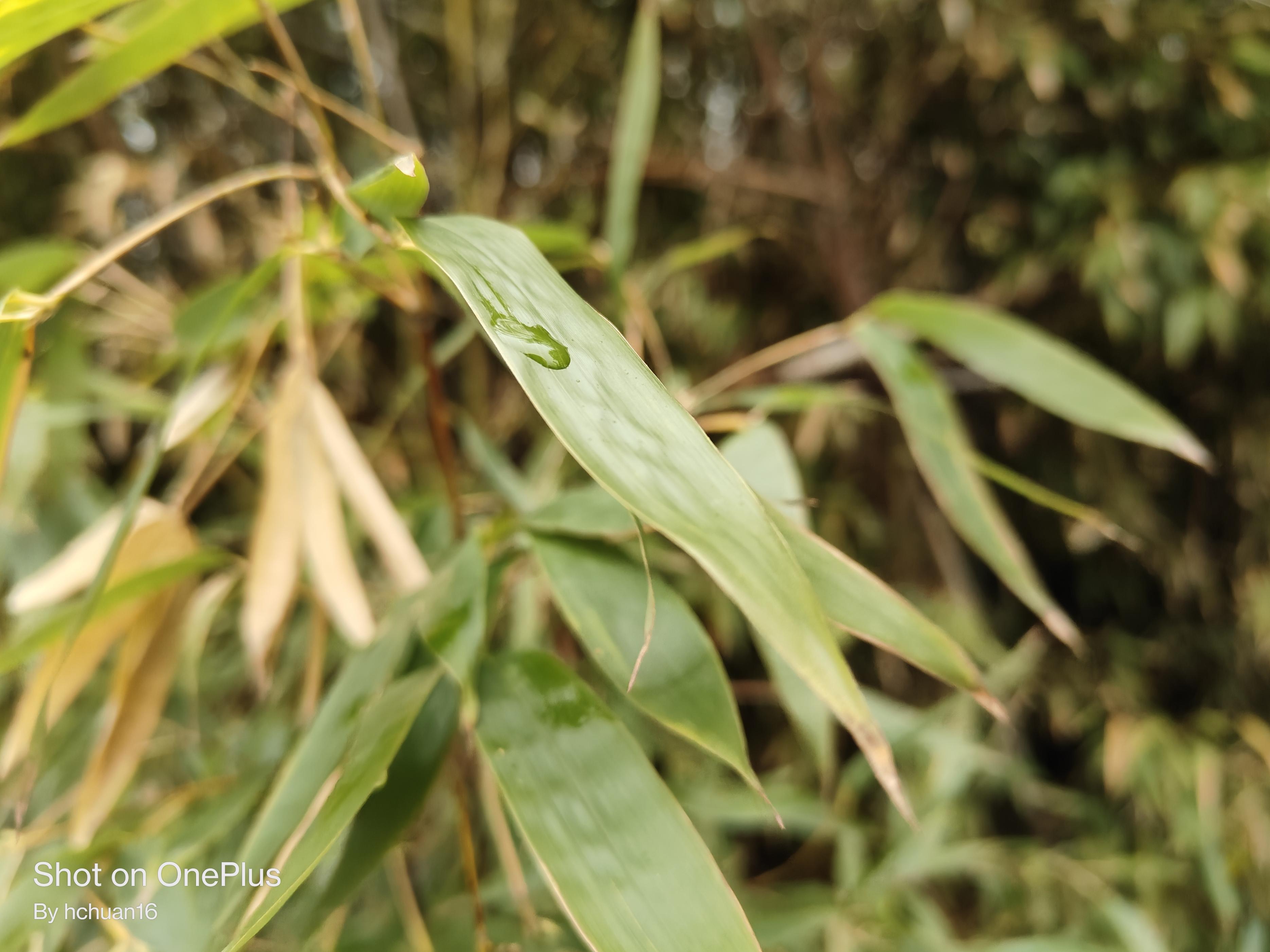 可能性价比最高的5g手机,现在值得购买的高性价比手机一加