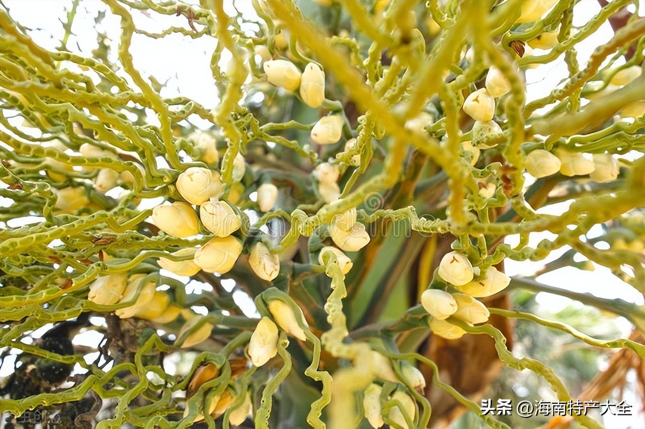 海南槟榔价格下跌,海南槟榔青果价格行情