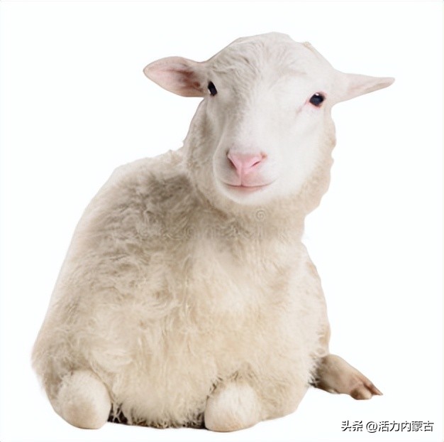 这场“羊”运会，内蒙古申请出战！