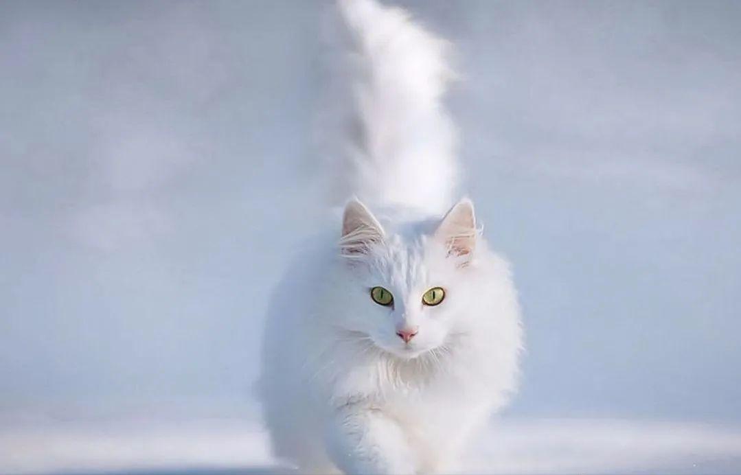 盘点5种最不抗冻的猫咪,冬天最抗冻的猫咪品质