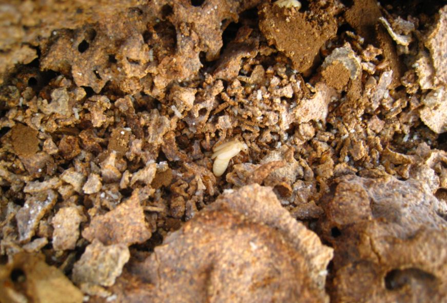 家里出现白蚁怎么消灭白蚁最快,白蚁的消灭方法白蚁会飞吗