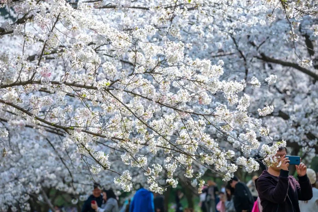 苏州好地方排名,苏州口碑最好的城市