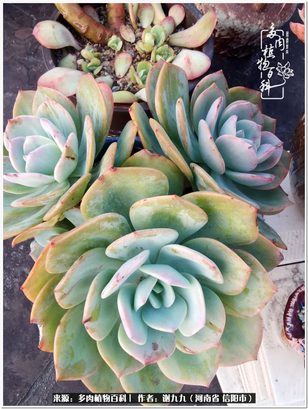 与多肉植物在一起的感怀,与多肉同行