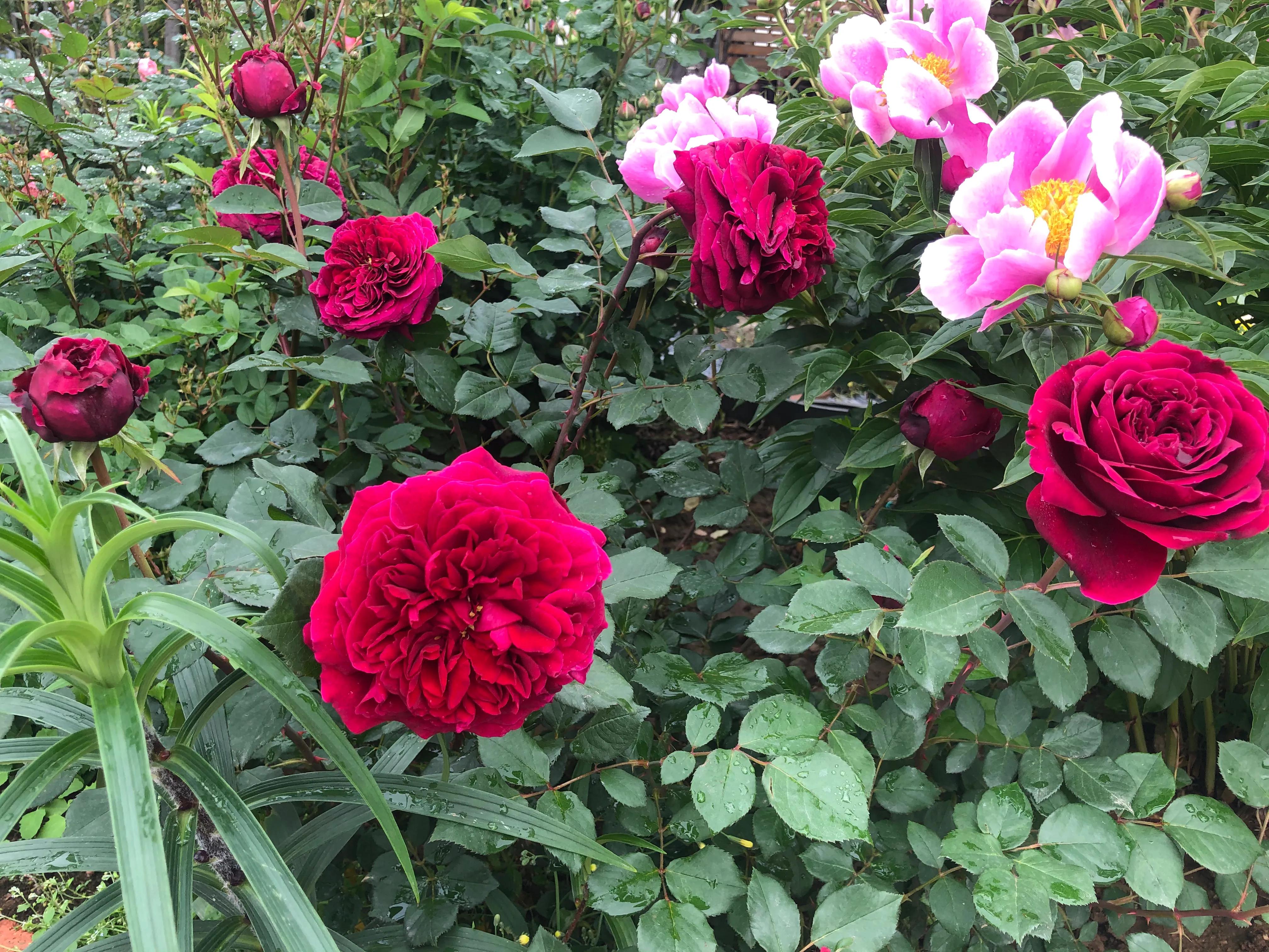 因好奇紫黑色秋花入手的月季皇宫，没想到春花和夏花这么雍容华贵