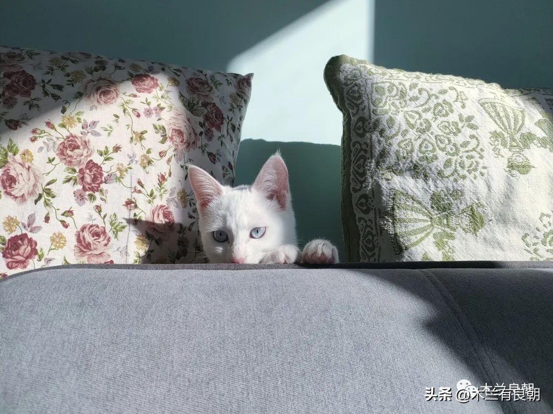 这回这妖精是真的要拆家了