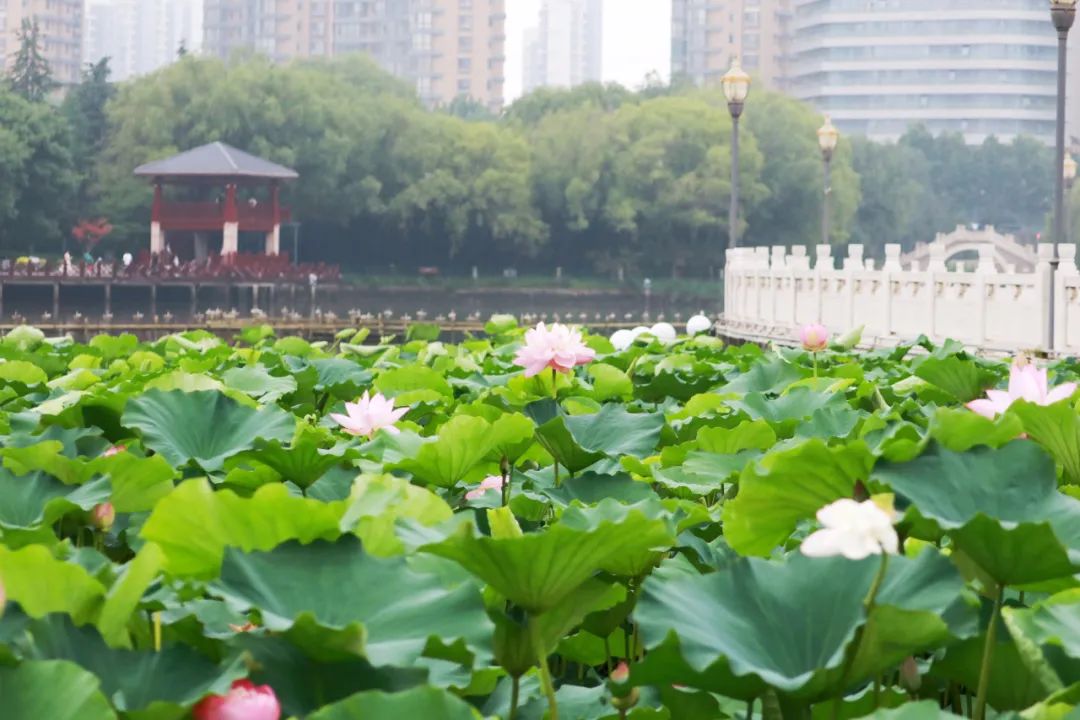 临沂夏日荷花盛开,临沂的荷花火了