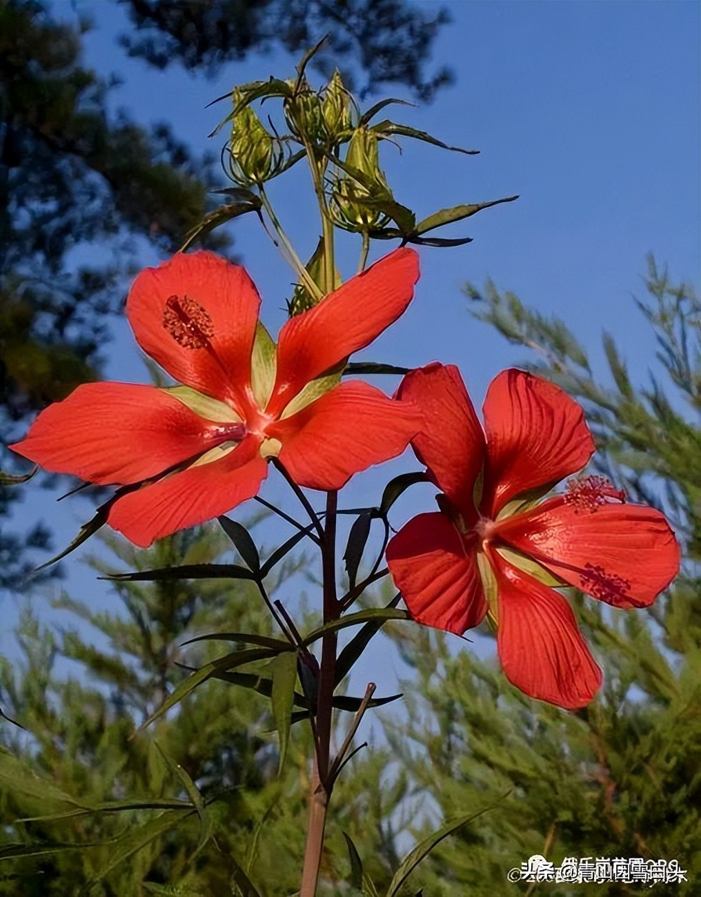 花有手掌大，能开半年，是污水治理的能手，还是绿化工程的香饽饽
