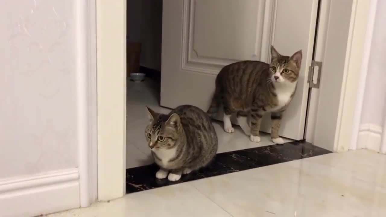 狸花猫护食该打吗,护主的狸花猫