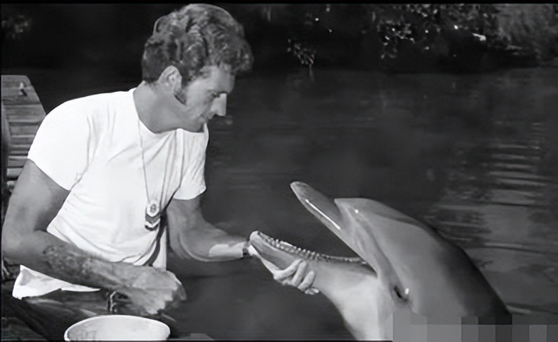 海豚湾到底是怎么回事,冒着生命危险揭露海豚湾秘密