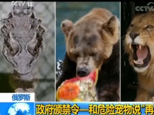 俄罗斯游客逃票打棕熊,俄罗斯两逃票男子把棕熊打成重伤