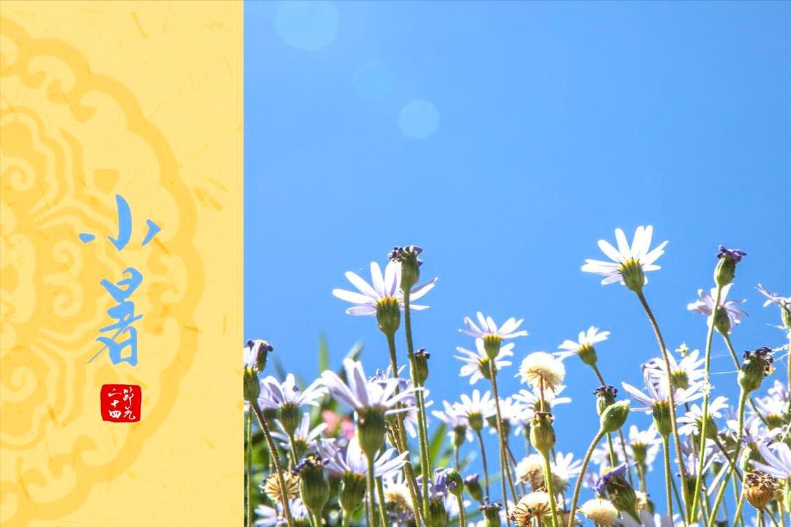 小暑养生常吃这五瓜清凉又泻火,小暑后应该吃什么菜比较好