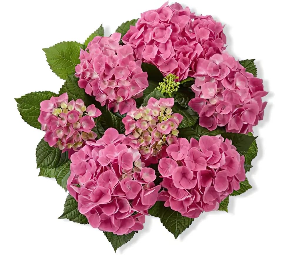 身边一抹蓝,最美蓝色绣球